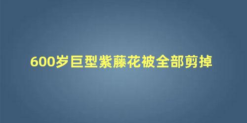 600岁巨型紫藤花被全部剪掉