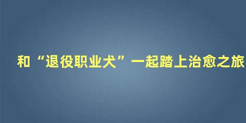和“退役职业犬”一起踏上治愈之旅