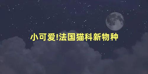 小可爱!法国猫科新物种 小可爱!法国猫科新物种