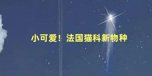 小可爱！法国猫科新物种