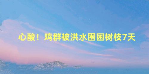 心酸！鸡群被洪水围困树枝7天