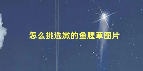 怎么挑选嫩的鱼腥草图片