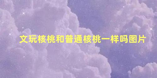 文玩核桃和普通核桃一样吗图片