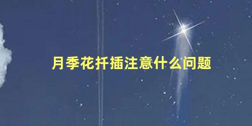 月季花扦插注意什么问题