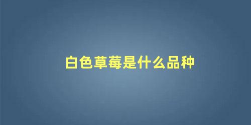白色草莓是什么品种