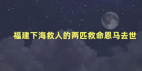 福建下海救人的两匹救命恩马去世