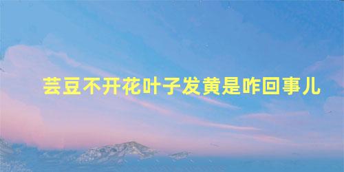 芸豆不开花叶子发黄是咋回事儿