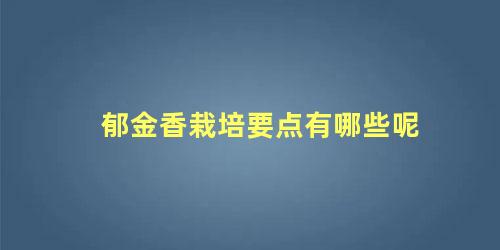 郁金香栽培要点有哪些呢