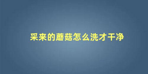 采来的蘑菇怎么洗才干净
