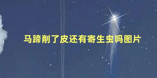 马蹄削了皮还有寄生虫吗图片