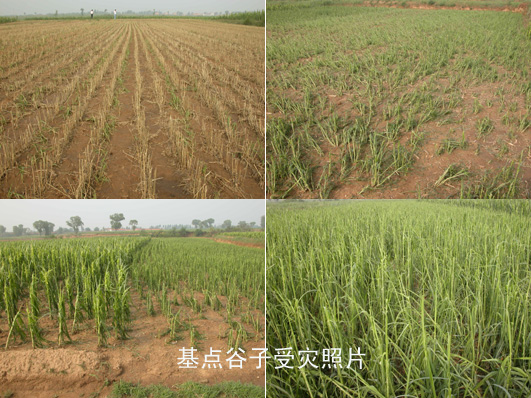 山西284.96万亩农作物受灾