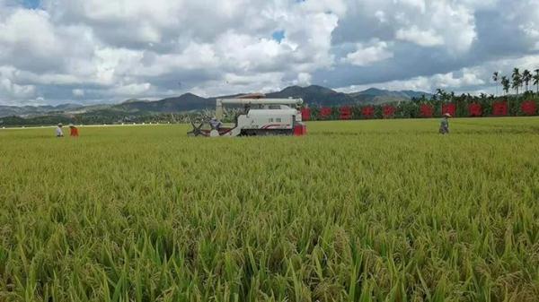 袁隆平的一生，一半在湖南，另一半在这里