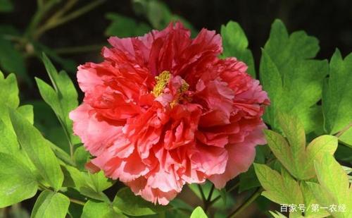 牡丹花什么时候开