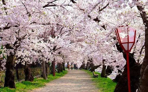 樱花什么时候开