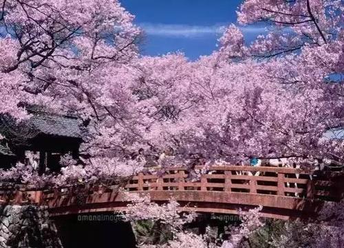 樱花什么时候开