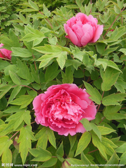 牡丹花什么时候开