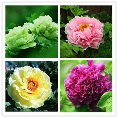 牡丹花什么时候开