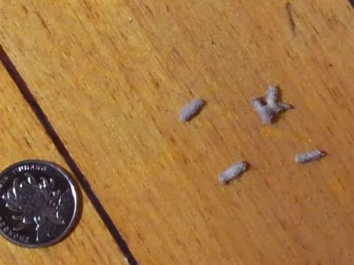 木地板为什么会长衣蛾