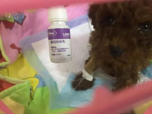 细小病毒怎么治疗