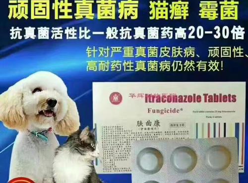 细小病毒怎么治疗