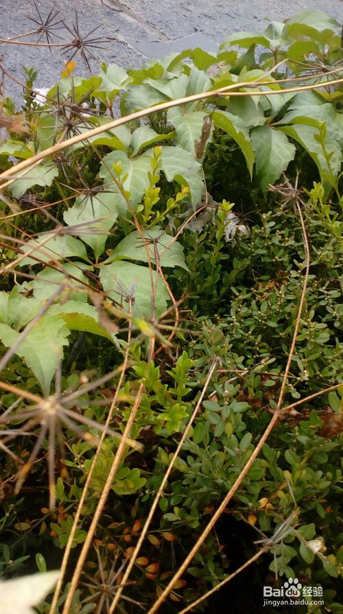 十种种子传播方法