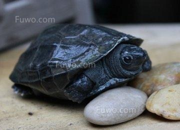 乌龟冬眠怎么养