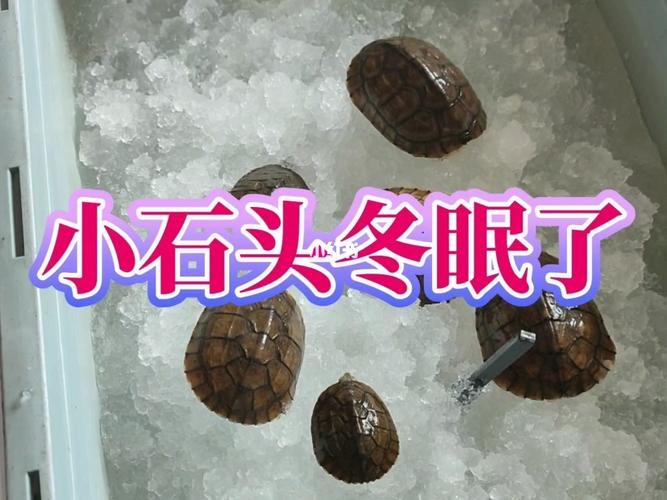 乌龟冬眠怎么养