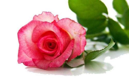 玫瑰花颜色的含义