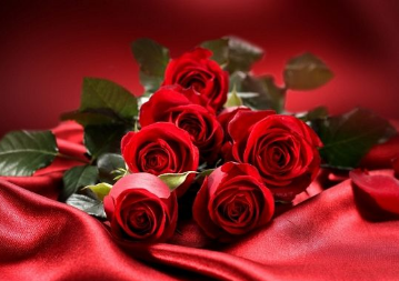 玫瑰花颜色的含义