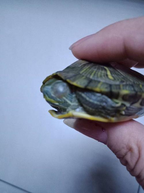 巴西龟白眼病怎么治