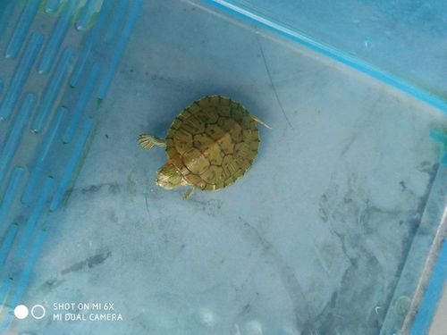 小乌龟不吃东西怎么办