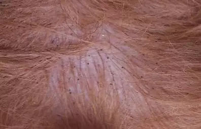 狗狗身上有跳蚤怎么办