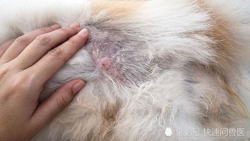 狗狗身上有跳蚤怎么办