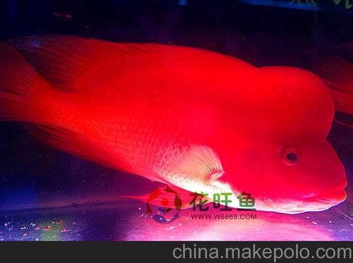 血鹦鹉鱼