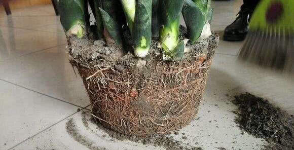 花盆土板结放鸡蛋壳