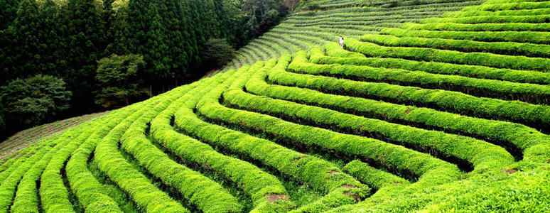 红茶之国是哪一个国家的呢?