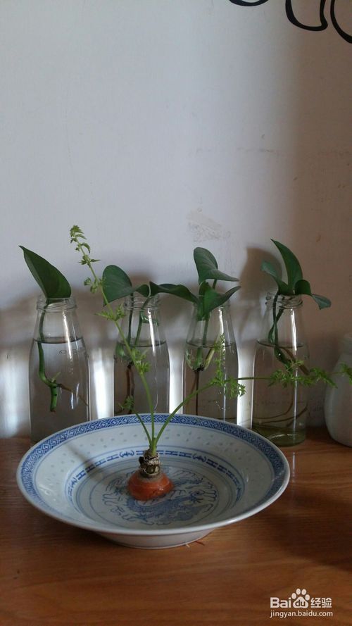 家庭水培萝卜苗