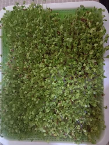 家庭水培萝卜苗