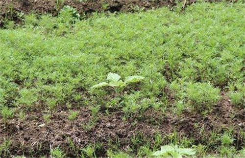 胡萝卜移栽注意事项