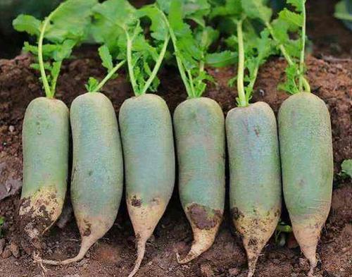 水果萝卜的种植方法和步骤