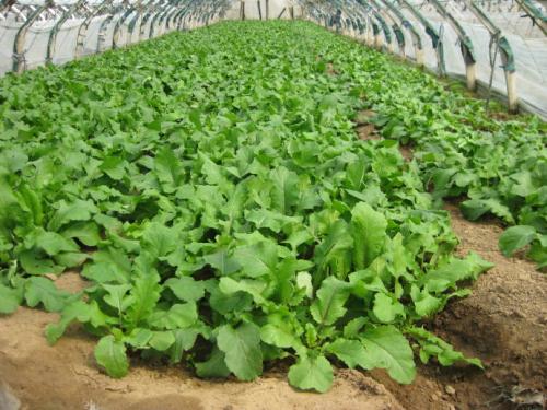 水果萝卜的种植方法和步骤