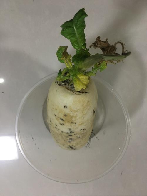 水培萝卜的总结与反思