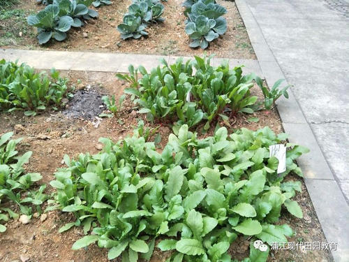 白萝卜苗几个叶可以移栽