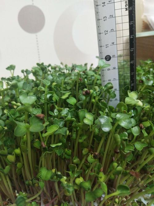 白萝卜苗几个叶可以移栽