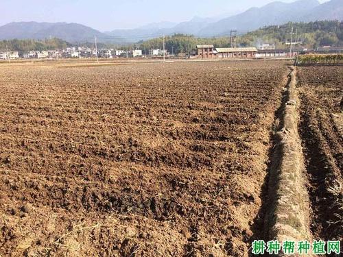 萝卜种植施肥及管理