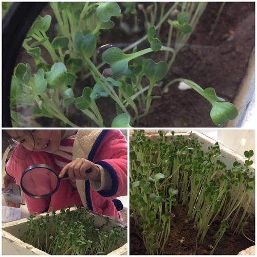 萝卜苗移栽后能不能长萝卜