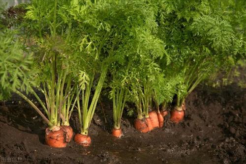 萝卜苗移栽后能不能长萝卜