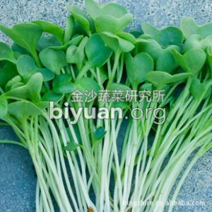 萝卜苗怎么种植方法