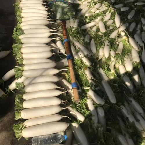 韩国白萝卜种植技术