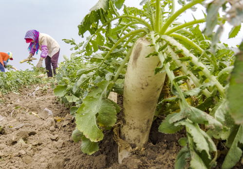 韩国白萝卜种植技术